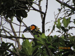 Ramphastos vitellinus