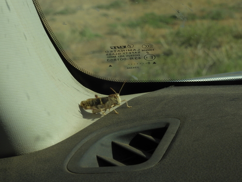 Australian Yellow-winged Locust photo 4