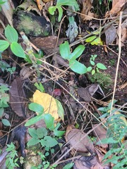 Aristolochia trilobata