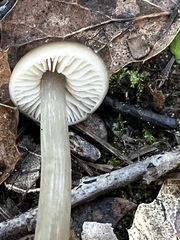 Gliophorus