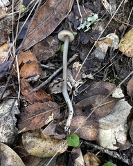 Gliophorus