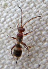 Gelis tenellus