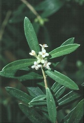 Pimelea drupacea