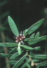 Pimelea drupacea