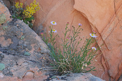 Erigeron arenarioides
