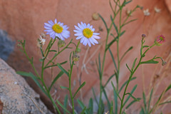Erigeron arenarioides
