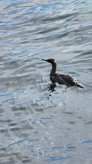Urile pelagicus