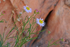 Erigeron arenarioides