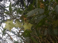 Jaltomata viridiflora