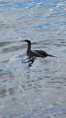 Urile pelagicus