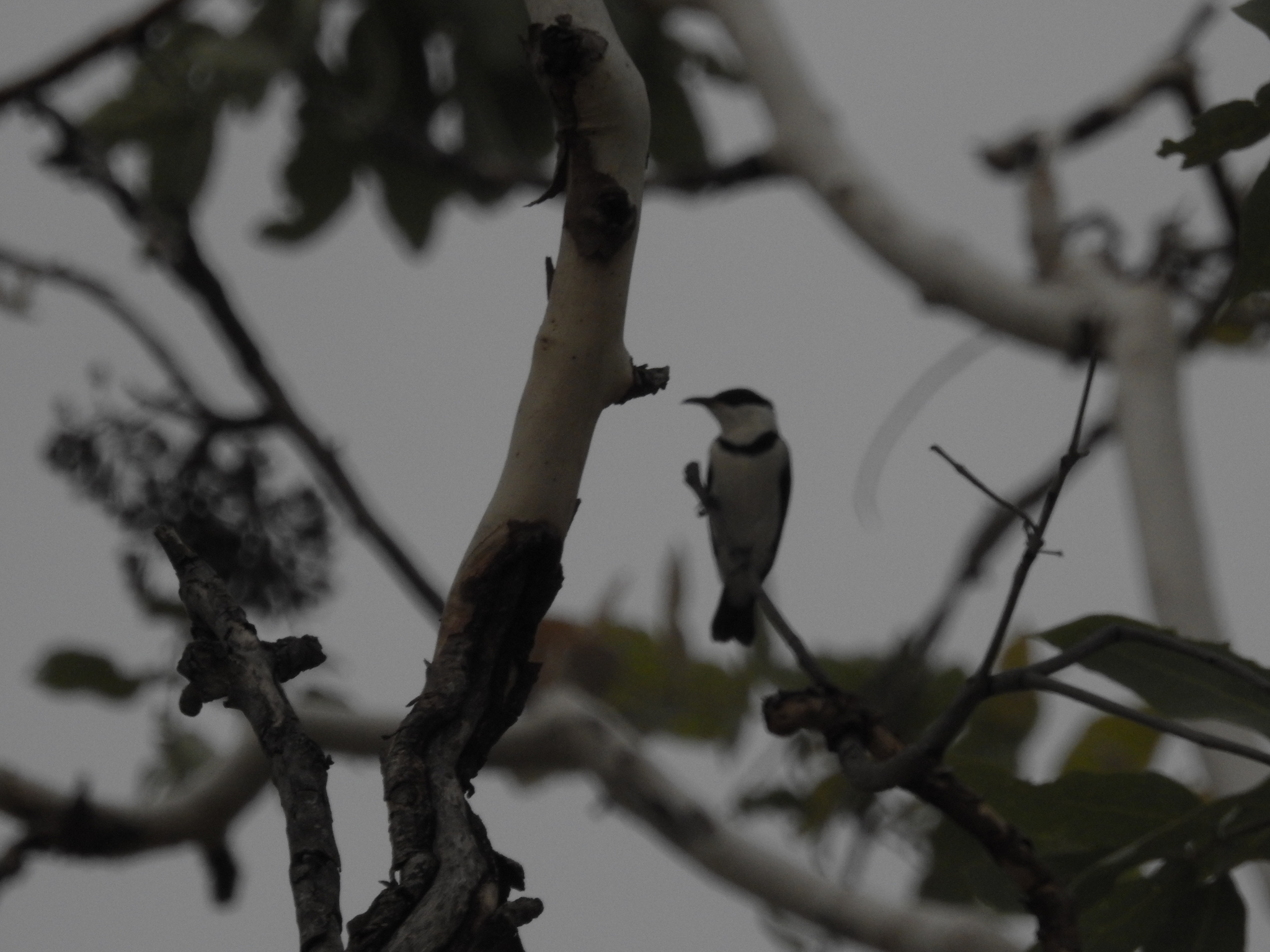 Banded Honeyeater (Cissomela pectoralis), photo 10