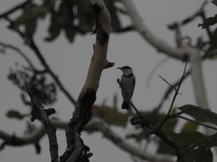 Cissomela pectoralis