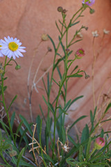 Erigeron arenarioides