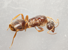 Lasius neglectus