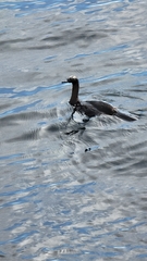 Urile pelagicus