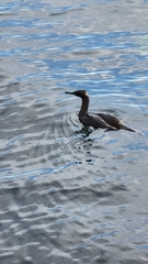 Urile pelagicus
