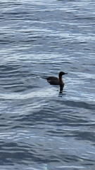 Urile pelagicus