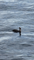 Urile pelagicus