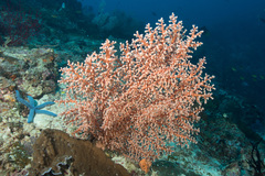 Siphonogorgia godeffroyi