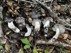 Tricholoma griseoviolaceum