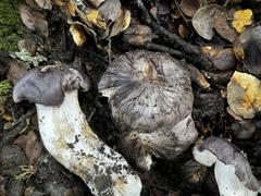 Tricholoma griseoviolaceum