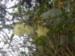 Jaltomata viridiflora