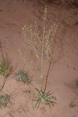 Frasera paniculata
