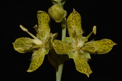 Frasera paniculata