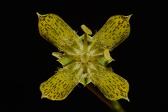 Frasera paniculata