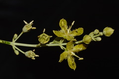 Frasera paniculata