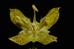 Frasera paniculata