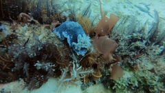 Dendrodoris caesia