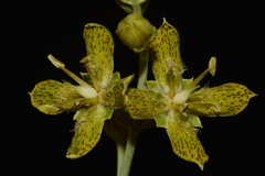 Frasera paniculata