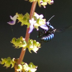 Thyreus nitidulus nitidulus