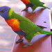 Rainbow Lorikeet - Photo (c) Steve Ansell, some rights reserved (CC BY-NC), uploaded by Steve Ansell