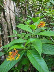 Palicourea croceoides