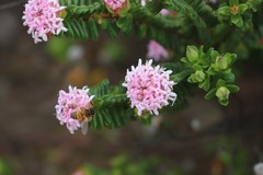 Pimelea ferruginea