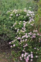 Pimelea ferruginea
