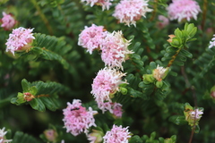 Pimelea ferruginea