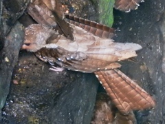 Steatornis caripensis