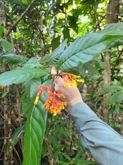 Palicourea croceoides