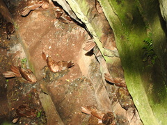 Steatornis caripensis