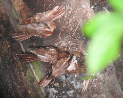 Steatornis caripensis