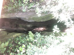 Steatornis caripensis