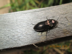 Selatosomus aeneus