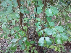 Pithecellobium unguis-cati