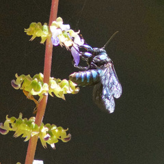 Thyreus nitidulus nitidulus