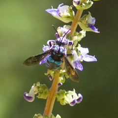 Thyreus nitidulus nitidulus
