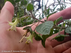 Jaltomata viridiflora