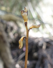Gastrodia procera